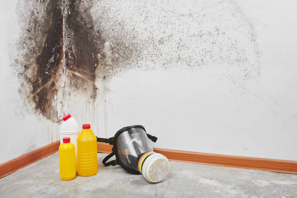 Best Home Mold Removal  in Coord, NC
