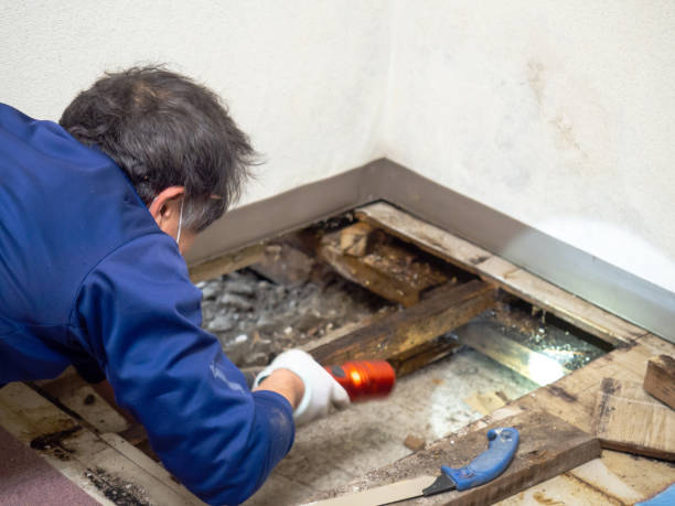 Best Attic Mold Removal  in Coord, NC