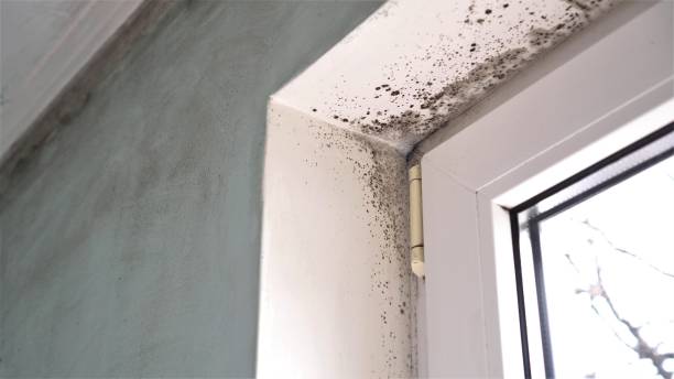 Best Mold Testing  in Coord, NC