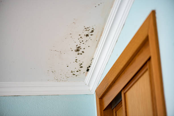 Concord, NC Mold Removal Company