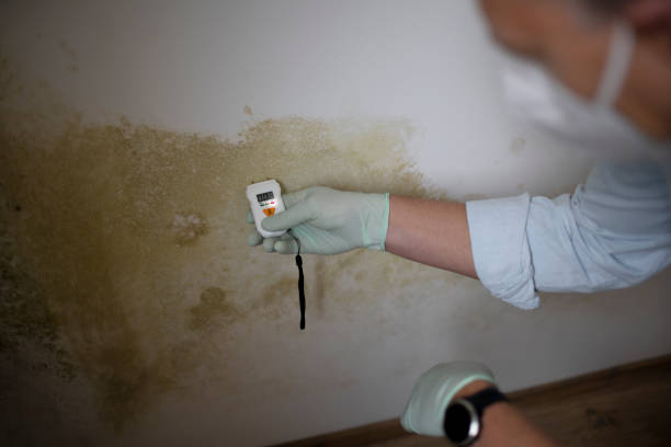 Best Mold Damage Repair  in Coord, NC