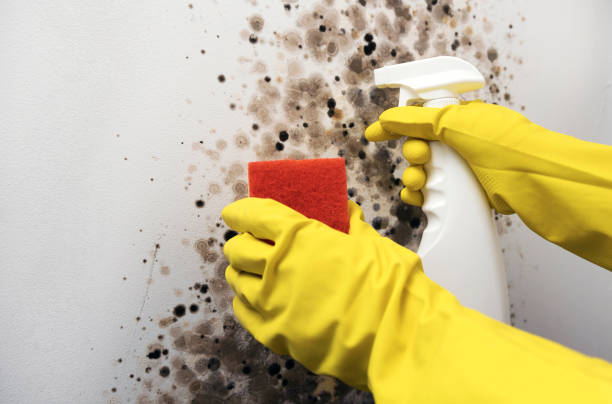 Best Emergency Mold Removal  in Coord, NC