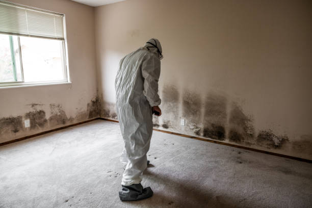 Best Same-Day Mold Removal  in Coord, NC
