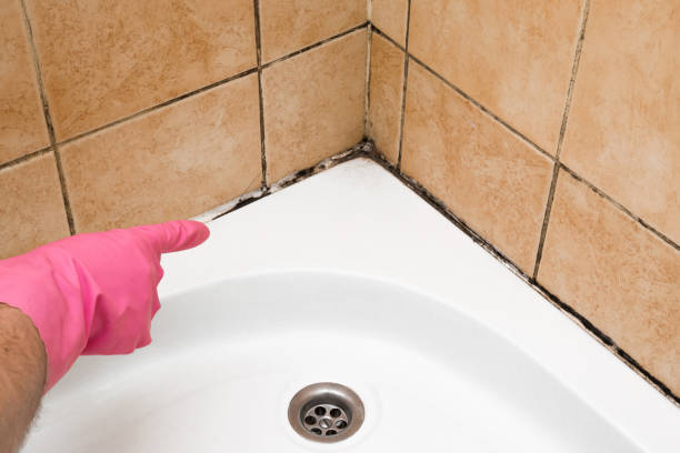 Best Fast Mold Removal  in Coord, NC